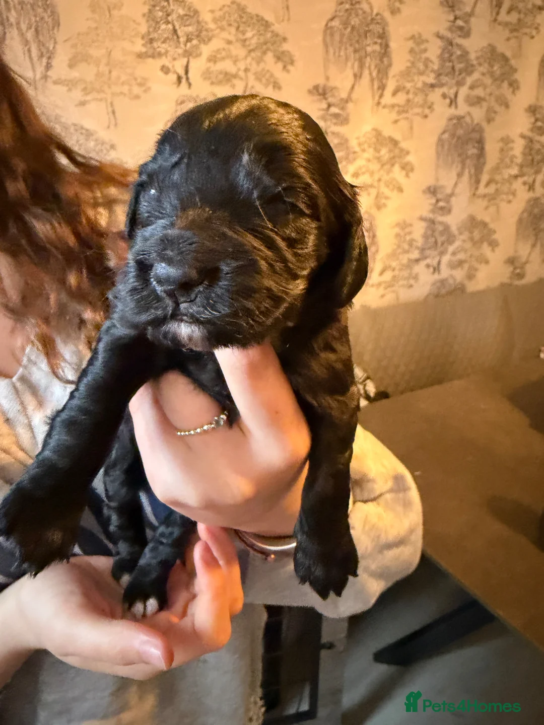Cockapoo dogs for sale: Cocker spaniel puppies - Advert 2