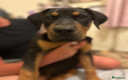 Dobermann dogs for sale: Dobermen cross  - Image 1