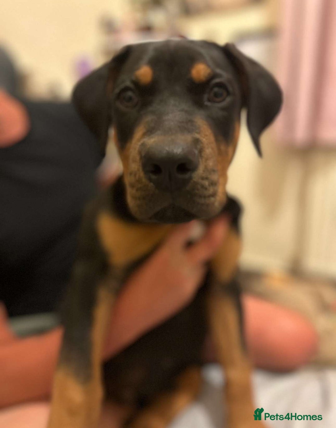 Dobermann dogs for sale: Dobermen cross  - Image 1