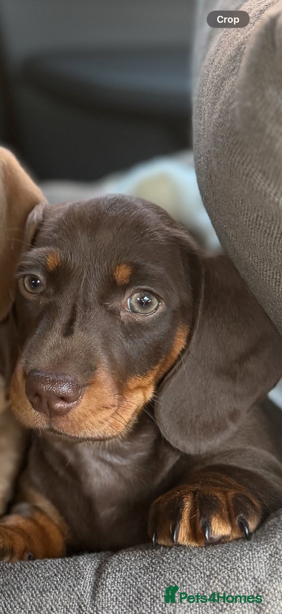 Miniature Dachshund dogs Female Chocolate and tan miniature dachshund  - Advert 1