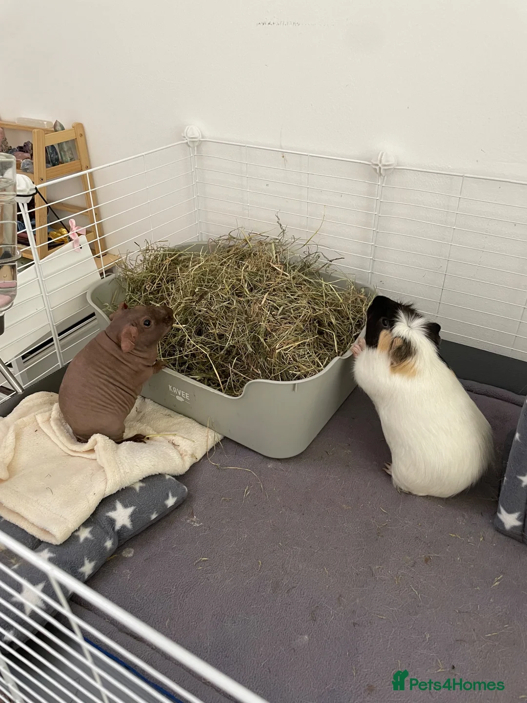 Guinea Pig rodents for sale: Skinny pigs and crested boars for sale (bonded) in Hereford - Advert 1