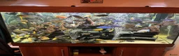 Cichlids fish for sale: Malawi Cichlids  - Advert 1
