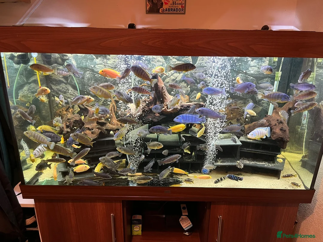 Cichlids fish for sale: Malawi Cichlids  - Advert 1