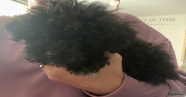 Yorkiepoo dogs Ready now last, perfect tiny beautiful Yorkipoo - Advert 1