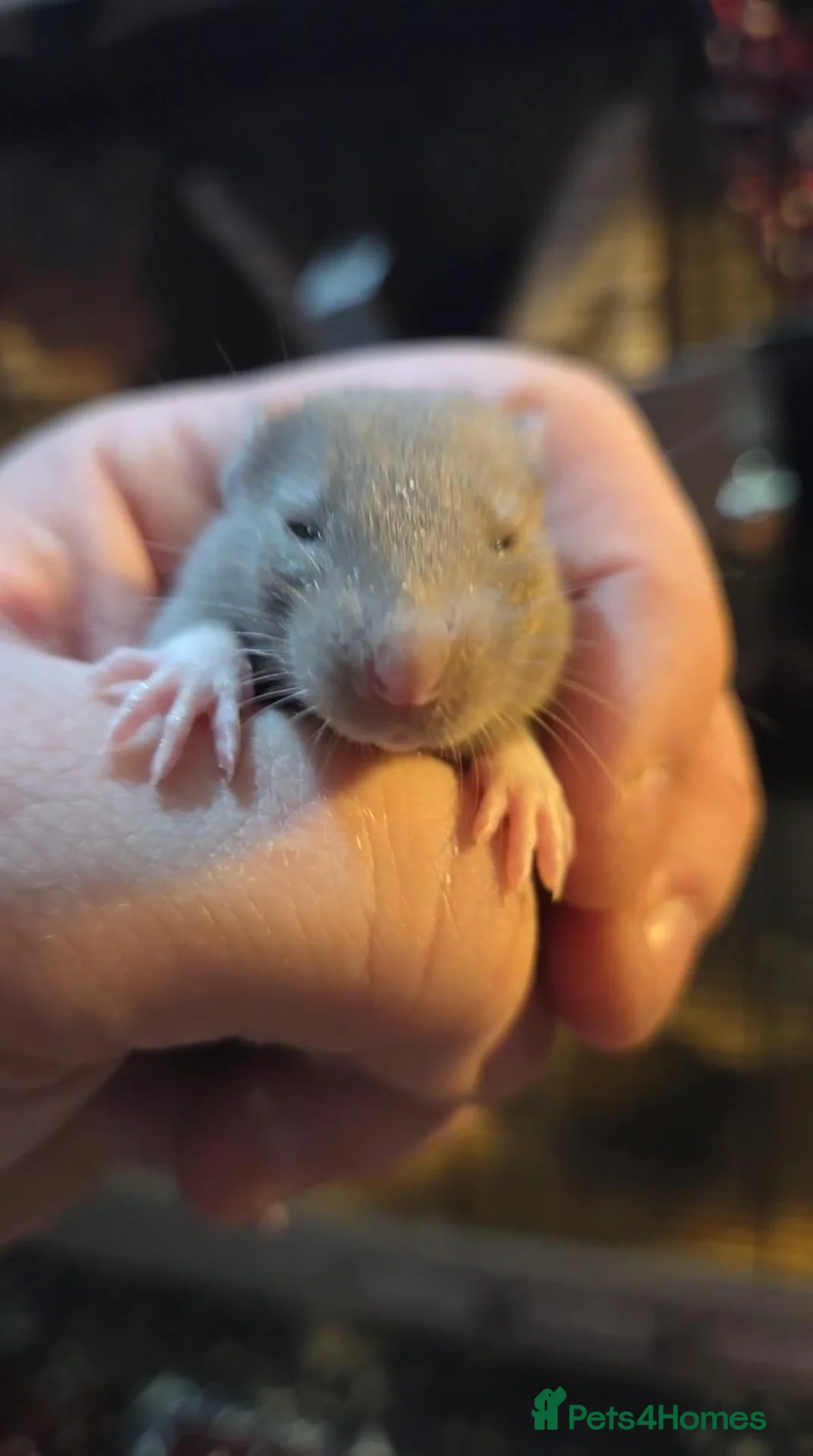 Rat rodents for sale: Dumbos and fancy rats sometimes balds.  - Advert 1