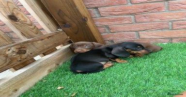 Miniature Dachshund dogs - Advert 4