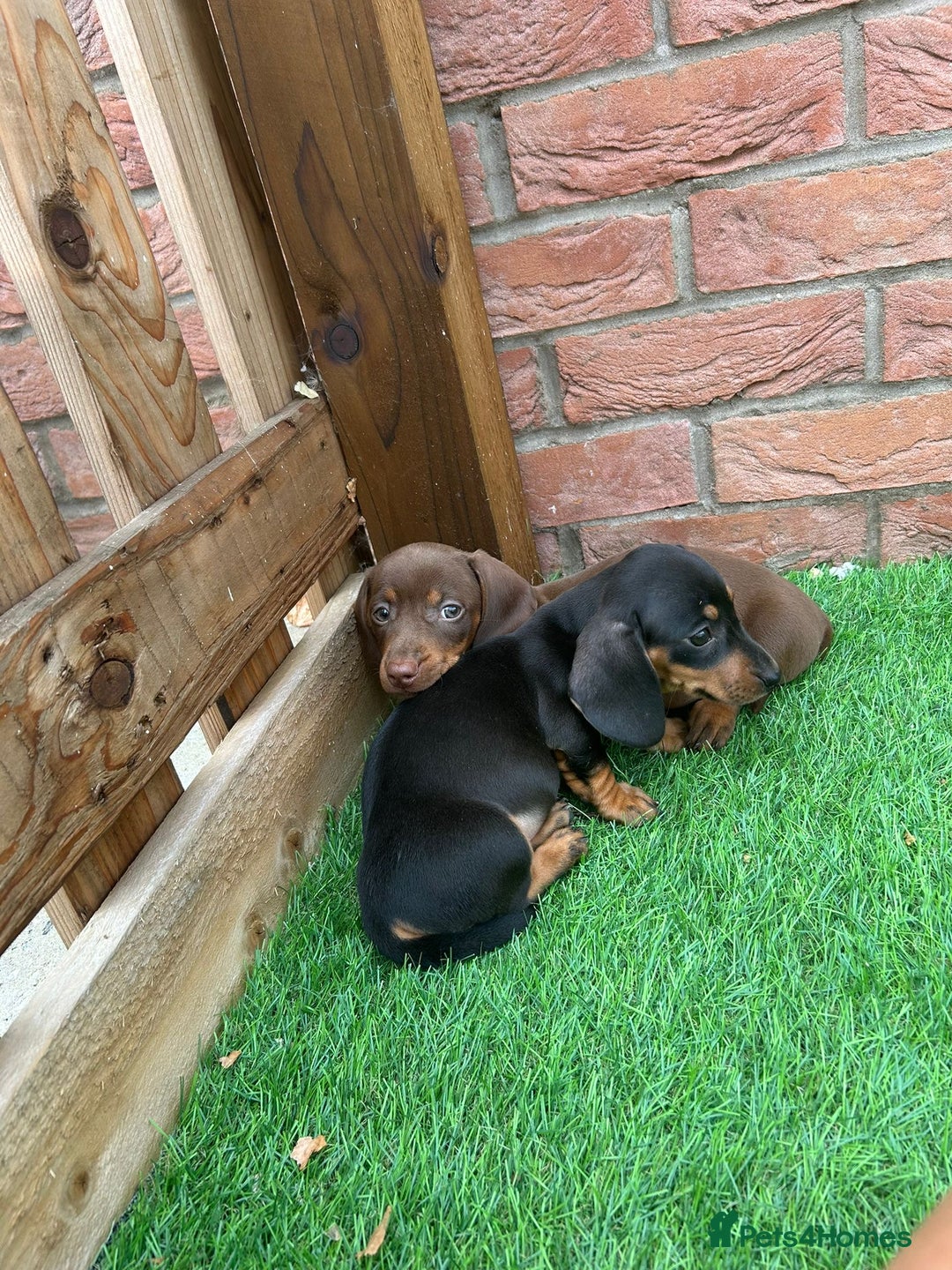 Miniature Dachshund dogs for sale: Beautiful miniature Dachshund puppies  - Image 2