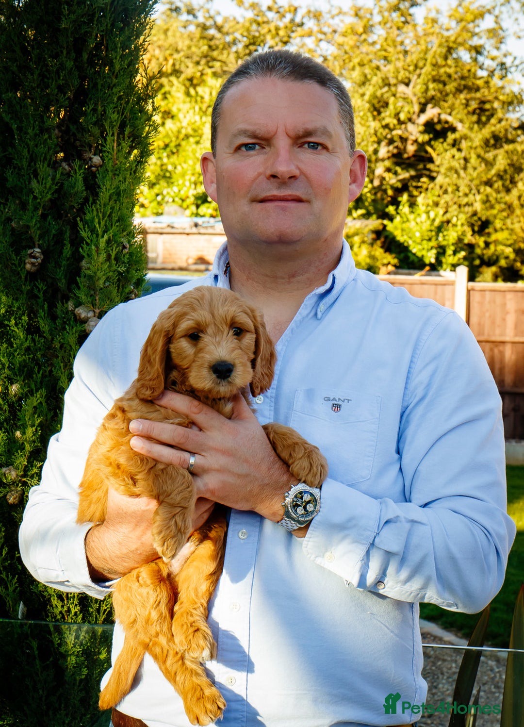 Mini Goldendoodle dogs for sale: F1 pups by POLICE Dog Trainer / Council Licensed  - Image 6