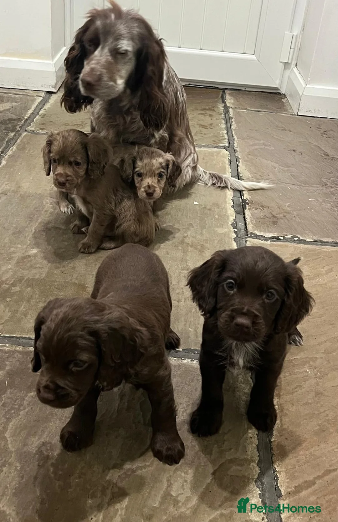 Cocker Spaniel dogs for sale: Cocker spaniels - Advert 15