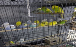 Budgerigars birds for sale: All Colours in Budgies - Image 7