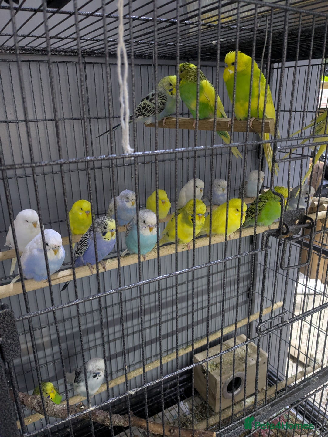 Budgerigars birds for sale: All Colours in Budgies - Image 7