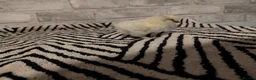 Chickens poultry for sale: Silkie Chicks mixed colours 17 left  in Hebburn - Advert 28