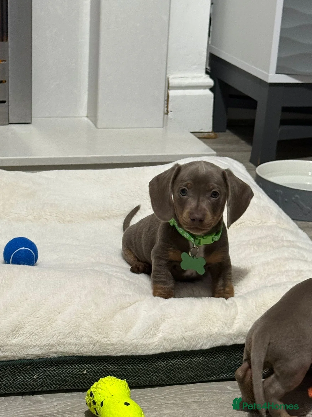 Miniature Dachshund dogs for sale: PRA Clear Miniature Dachshund Puppies  - Advert 10