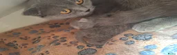 Scottish Fold cats for sale: Schotis fold  - Advert 8