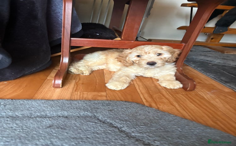 Cockapoo dogs - Advert 2