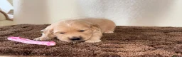 Golden Retriever dogs for sale: 🐾✨BEAUTIFUL GOLDEN RETRIEVER PUPS 🐾✨ in Maidstone - Advert 9