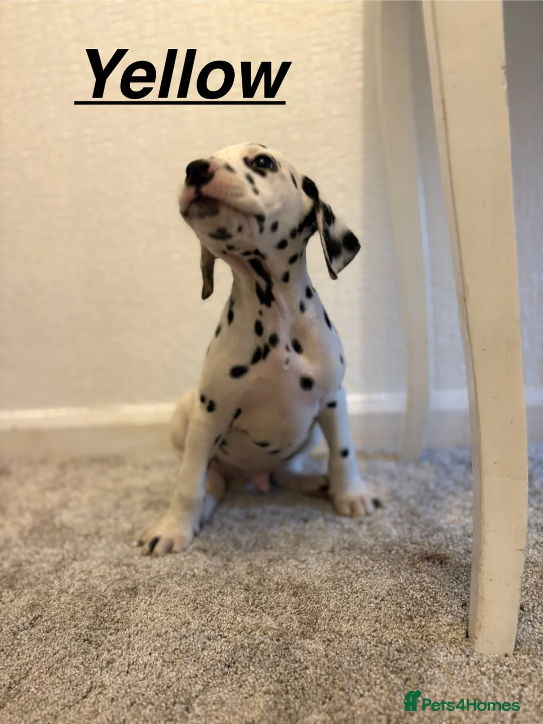 Dalmatian dogs for sale: 5 gen KC Dalmatians AVAILABLE NOW - Advert 6