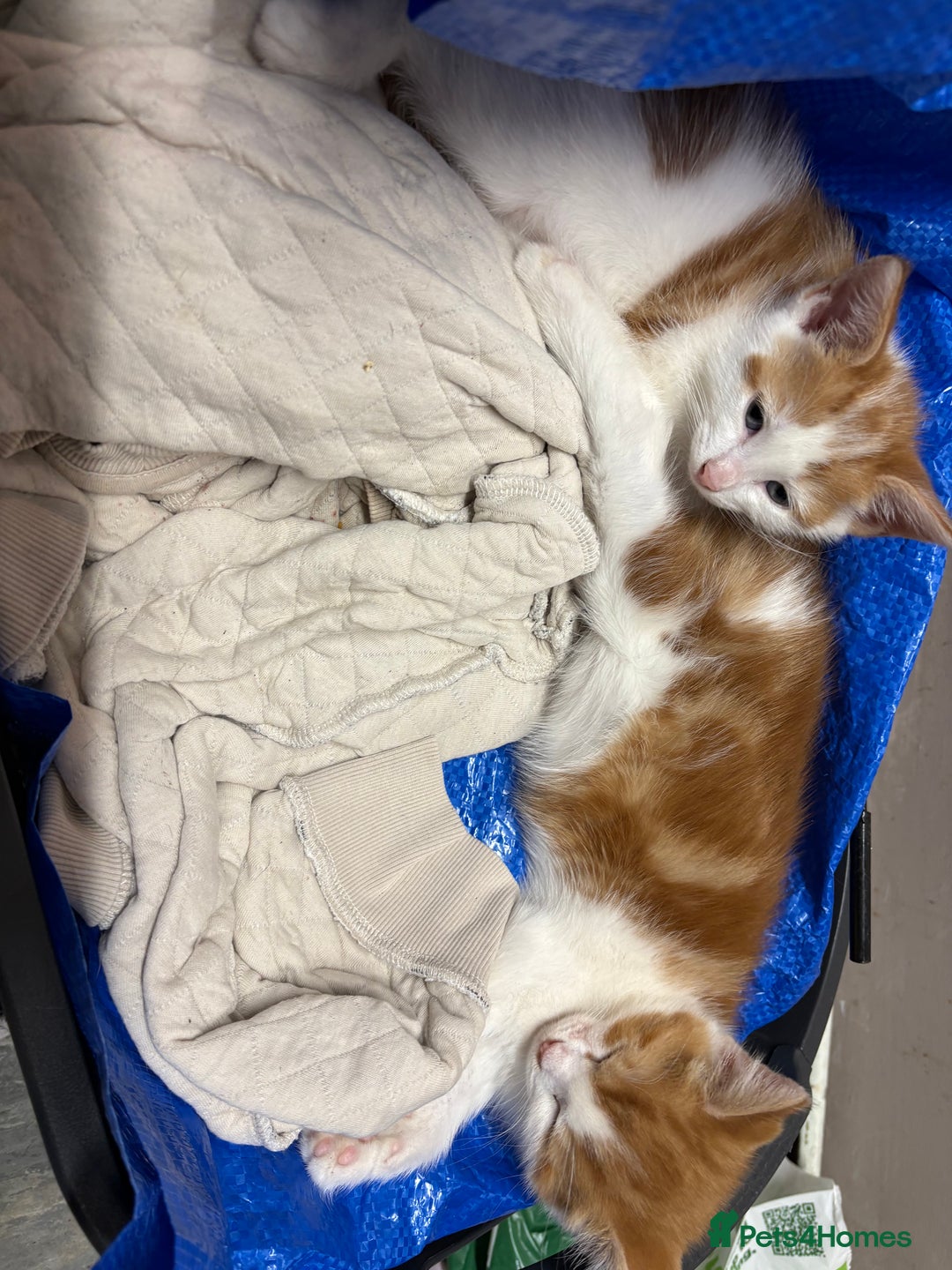 Mixed Breed cats for sale: 4 male kittens - Advert 9