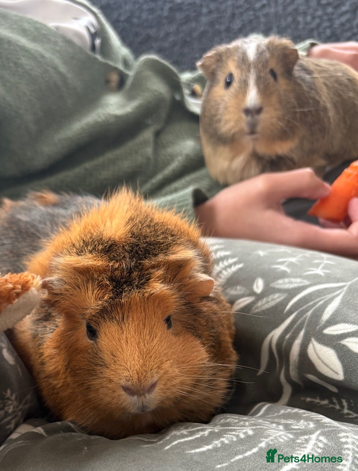 Guinea Pig rodents Two female guinea pigs - Advert 12