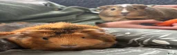 Guinea Pig rodents for sale: Two female guinea pigs in London - Advert 1
