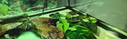 Turtle reptiles for sale: Painted turtles for sale - Advert 21