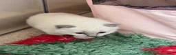 Ragdoll cats for sale: Blue point ragdolls ❤️ - Advert 9