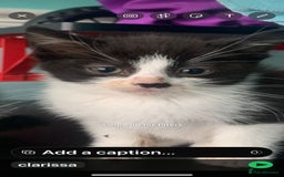 Domestic Shorthair cats for sale: Female black & white kittens  - Image 2