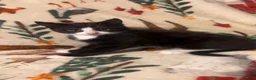 Siamese cats for sale: Lovely Siamese kittens ready to leave  - Advert 2