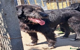 Mixed Breed dogs for adoption: SANDRA, a superb young girl - for a Loving Home - Image 9