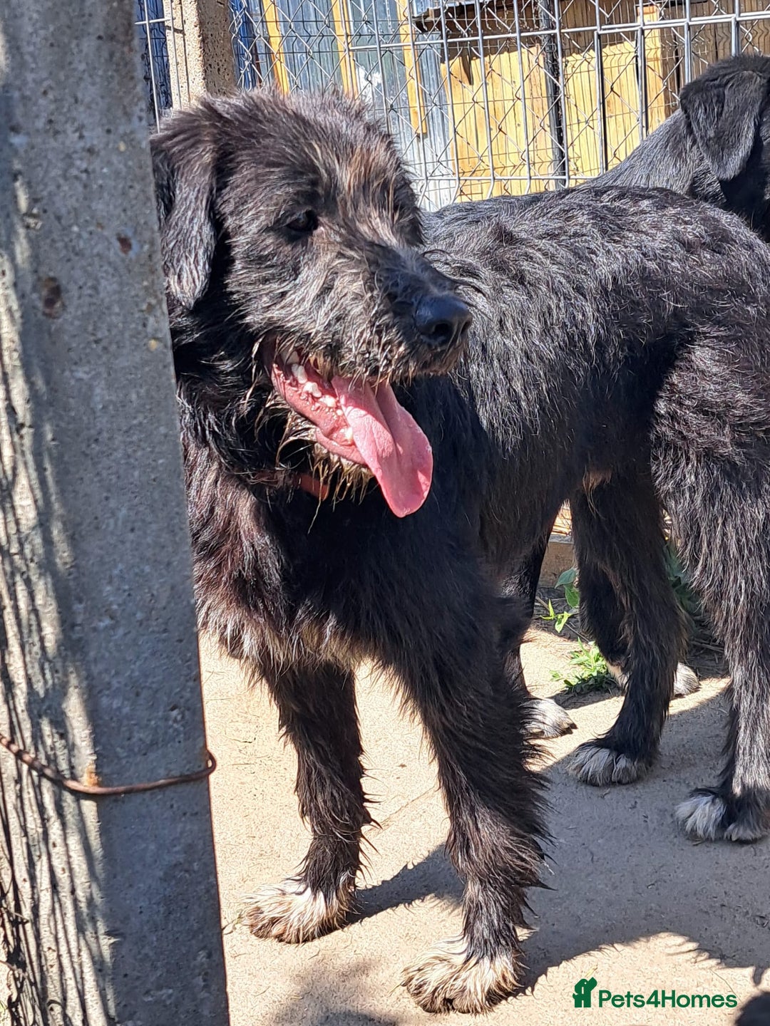 Mixed Breed dogs for adoption: SANDRA, a superb young girl - for a Loving Home - Image 9