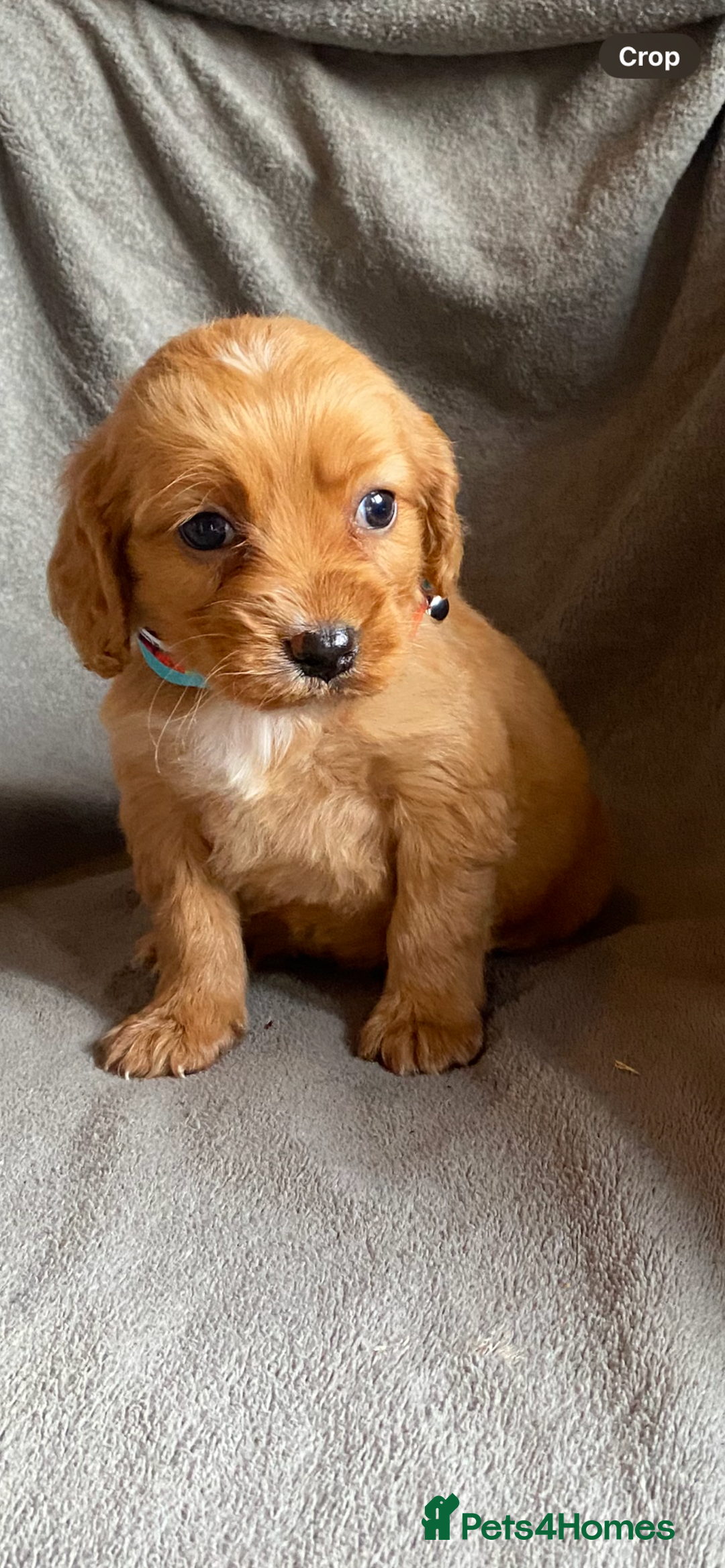 Cockapoo dogs for sale: Cockapoo puppies - Advert 7