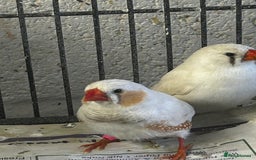 Finches birds for sale: Zebra finches - Image 2