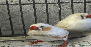 Finches birds - Advert 5