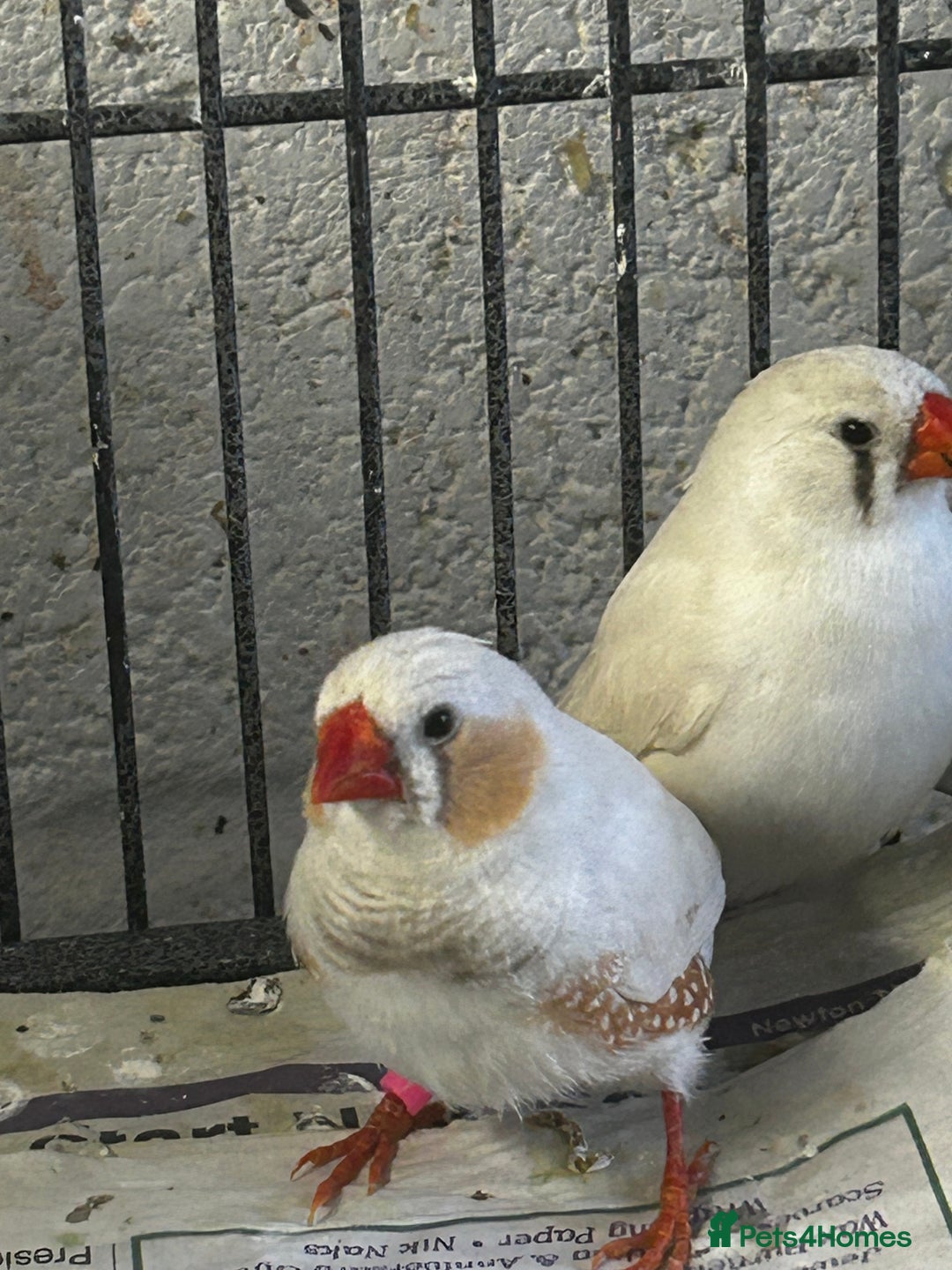 Finches birds for sale: Zebra finches - Image 2