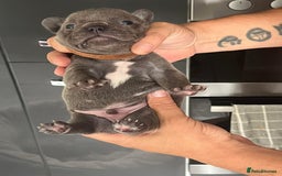 French Bulldog dogs for sale: Ready to leave on the 12th of September - Image 13