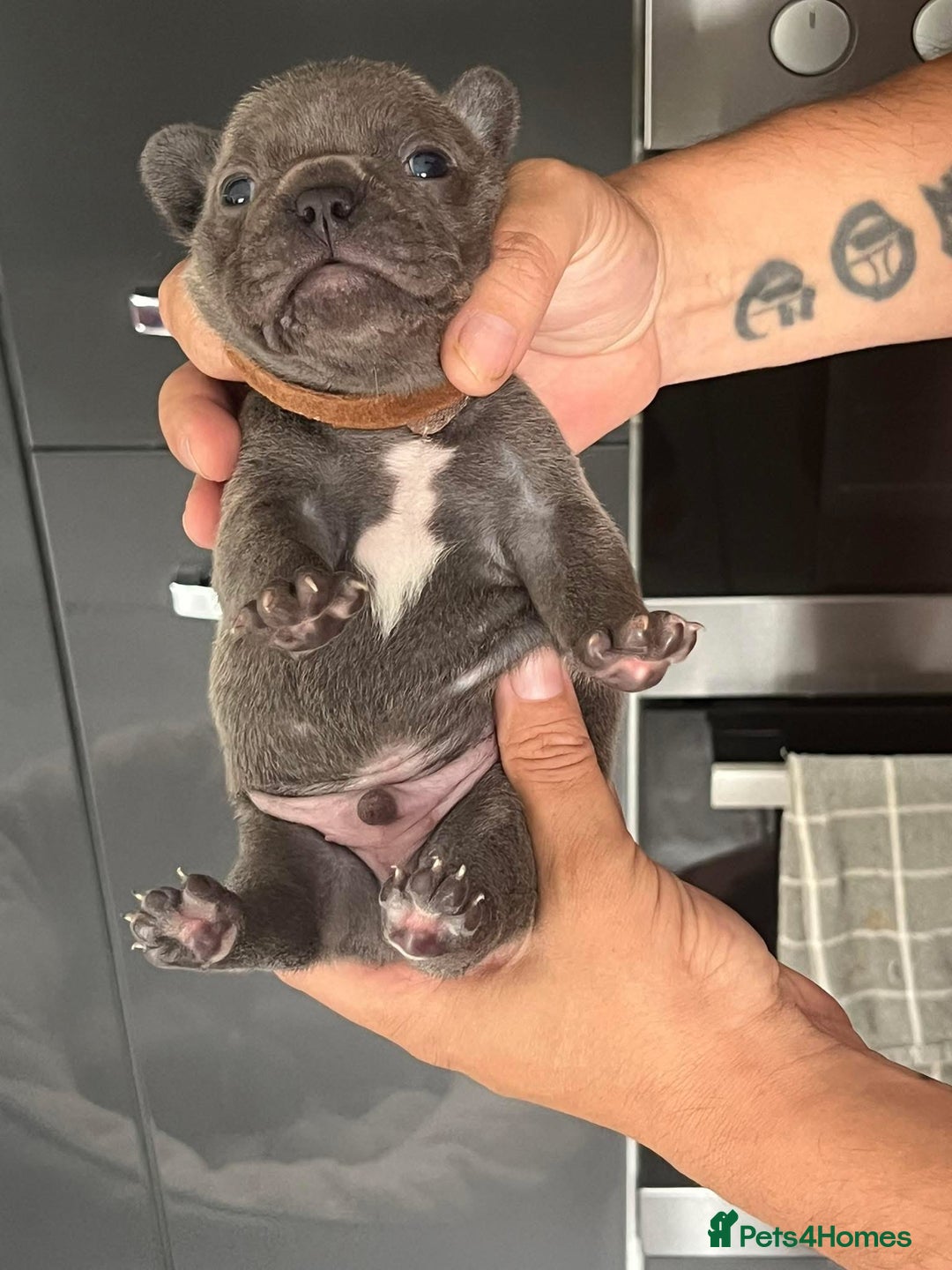French Bulldog dogs for sale: Ready to leave on the 12th of September - Image 13