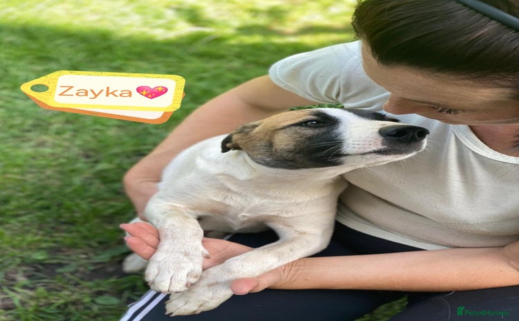 Mixed Breed dogs - Advert 16