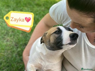 Mixed Breed dogs - Advert 9