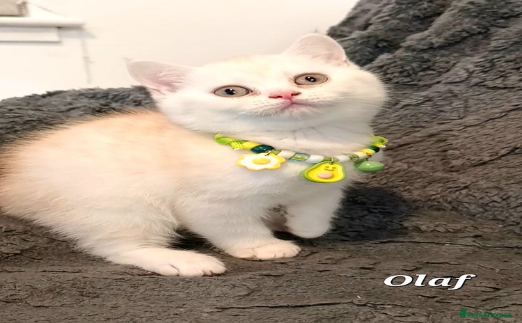 British Shorthair cats GCCF Snowflake BSH - Advert 5