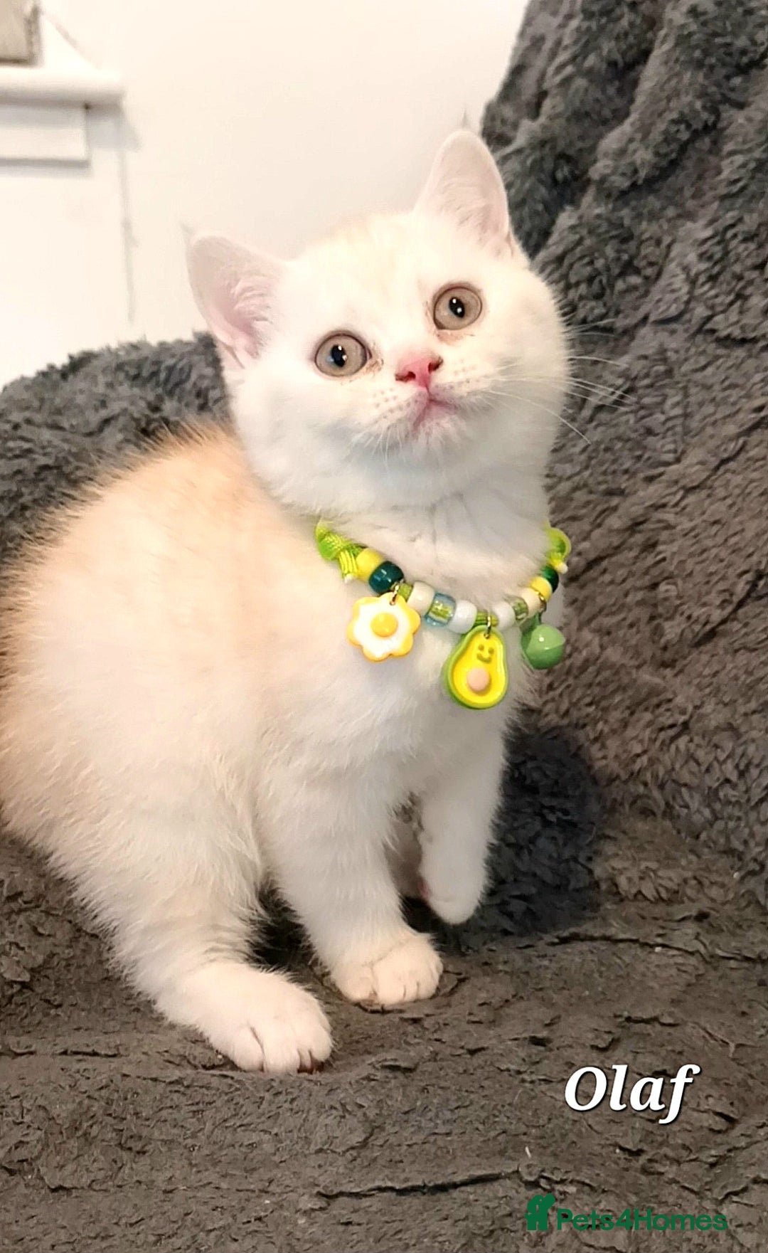 British Shorthair cats for sale: GCCF Snowflake BSH - Advert 2