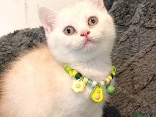 British Shorthair cats GCCF Snowflake BSH - Advert 4