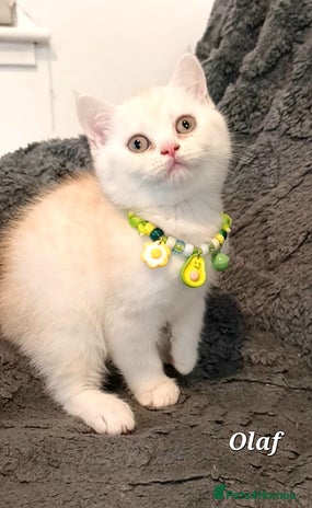 British Shorthair cats GCCF Snowflake BSH - Advert 5