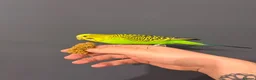 Budgerigars birds for sale: Budgies and cage  in Swadlincote - Advert 5
