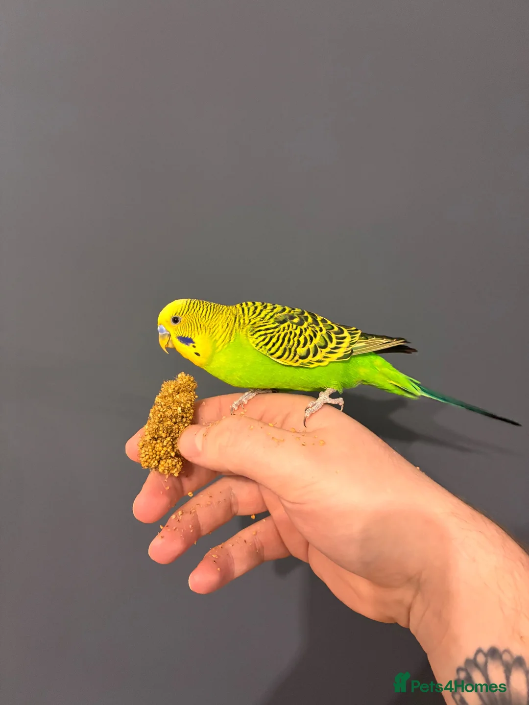 Budgerigars birds for sale: Budgies and cage  in Swadlincote - Advert 5