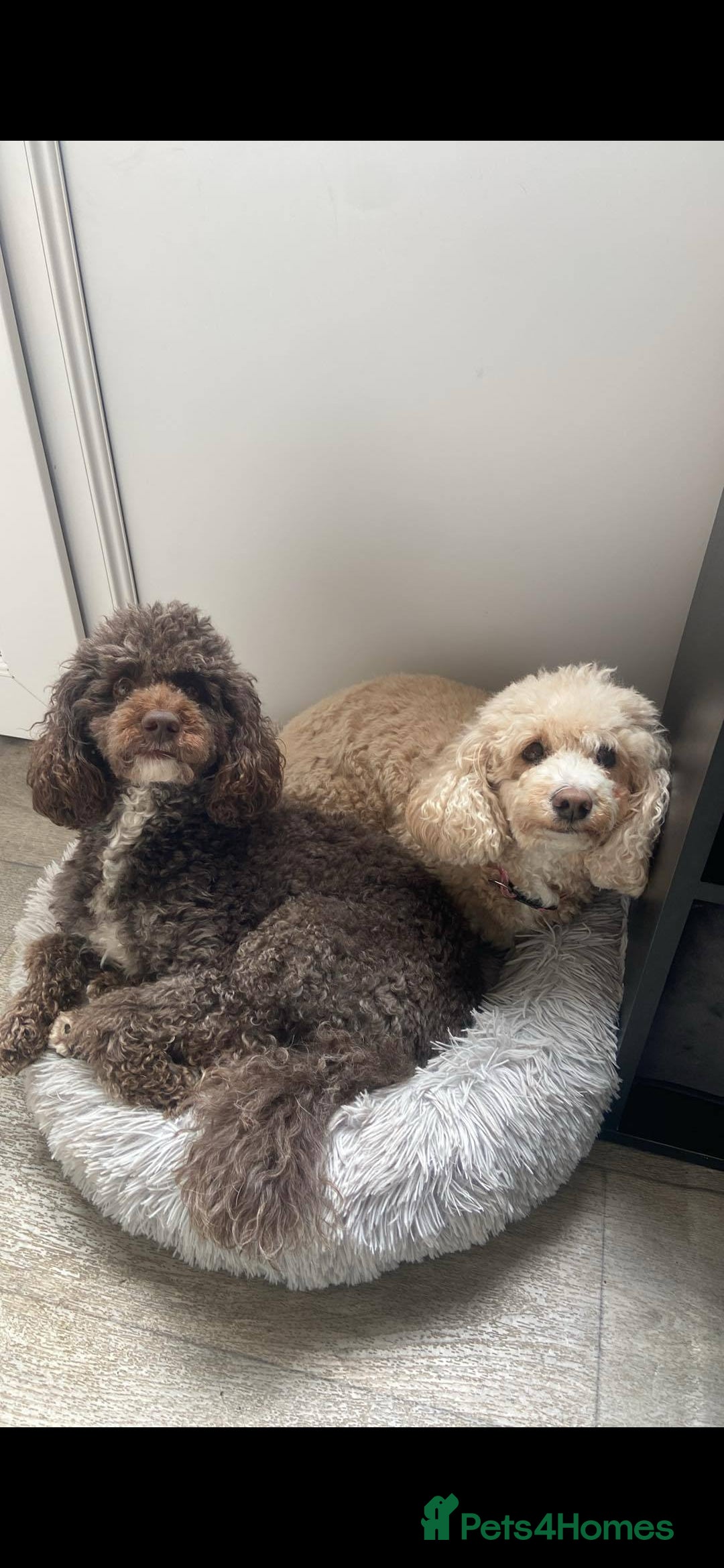 Toy Poodle dogs for stud: Proven, miniature poodle 🏆 - Advert 5