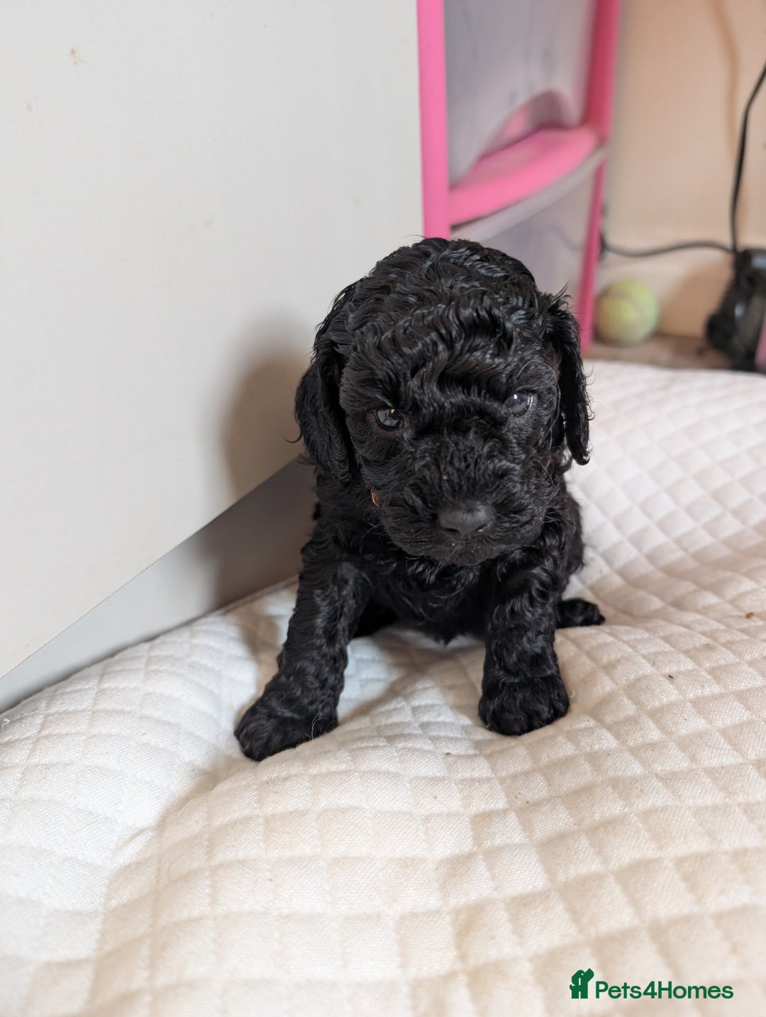 Cockapoo dogs for sale: Toy cockerpoo. cant believe still available  - Advert 2