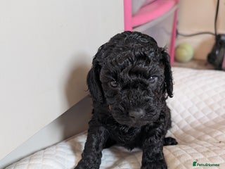 Cockapoo dogs - Advert 36