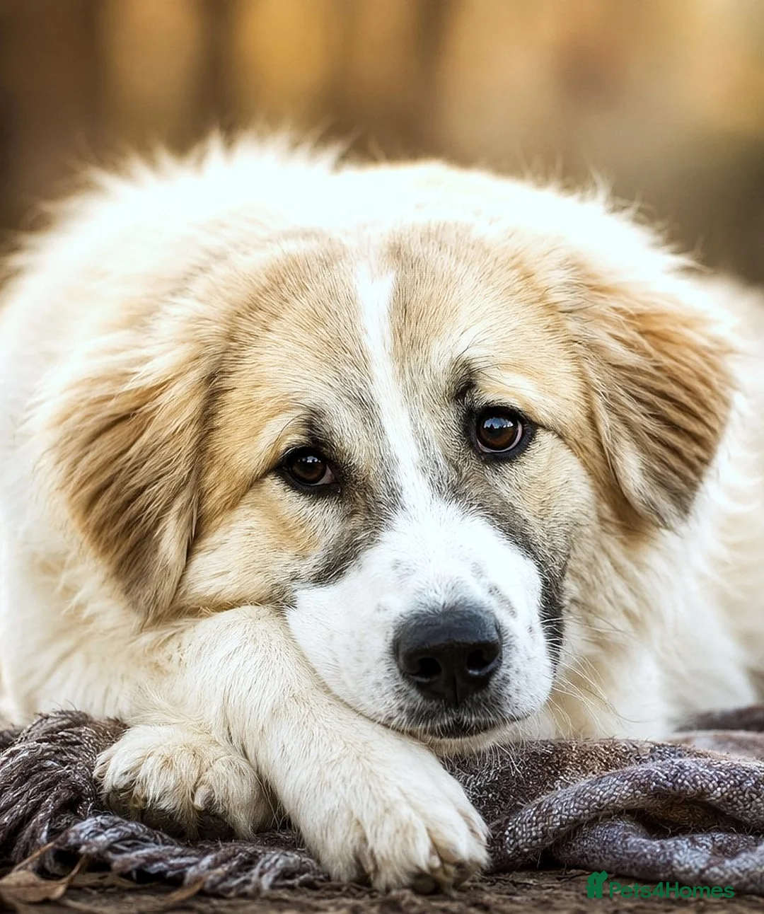 Mixed Breed dogs for adoption: LiA – Gentle, Observant & Full of Heart 💛🐾 - Advert 1
