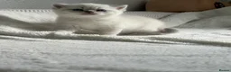 Scottish Fold cats for sale: 🐾 Gorgeous Kittens Looking for Forever Homes 🐾 - Advert 4
