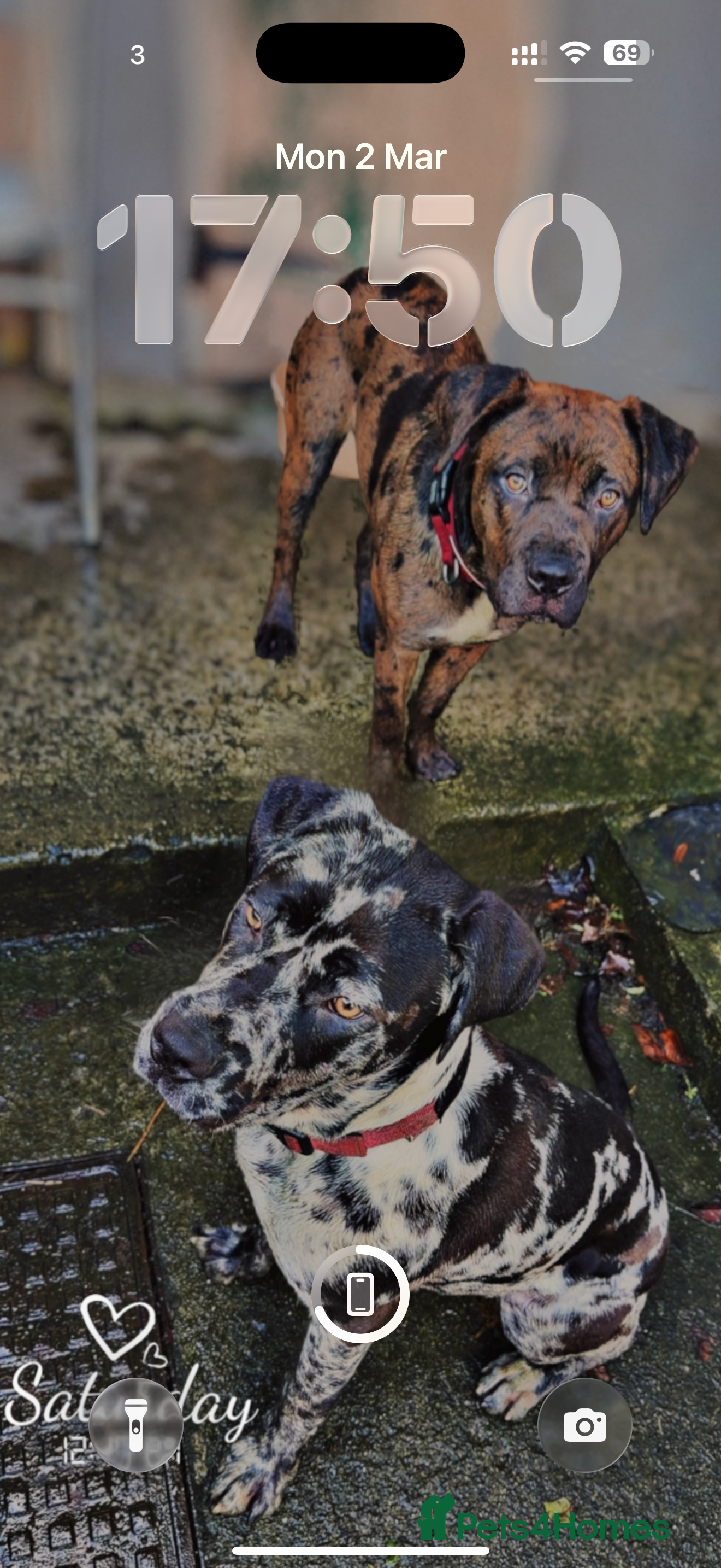 Mastiff dogs Rare merle English mastiff girl in Saint Austell - Advert 18